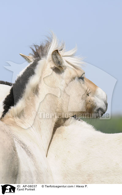 Fjord Portrait / AP-08037