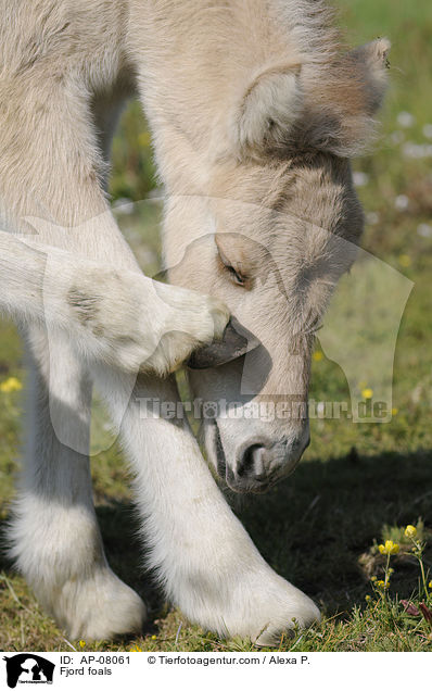 Fjordpferd Fohlen / Fjord foals / AP-08061