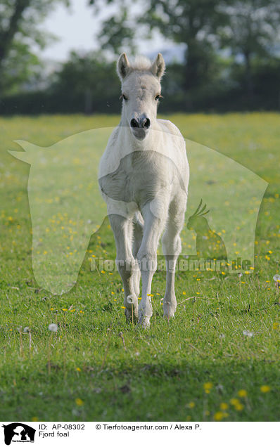 Fjord foal / AP-08302