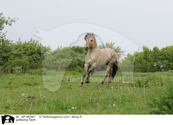 galloping Fjord / AP-08364