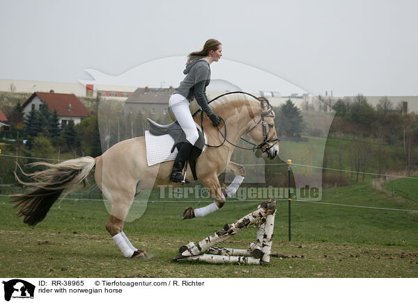 rider with norwegian horse / RR-38965