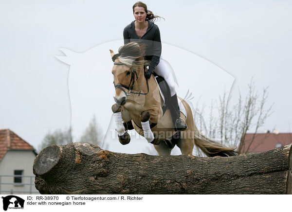 rider with norwegian horse / RR-38970