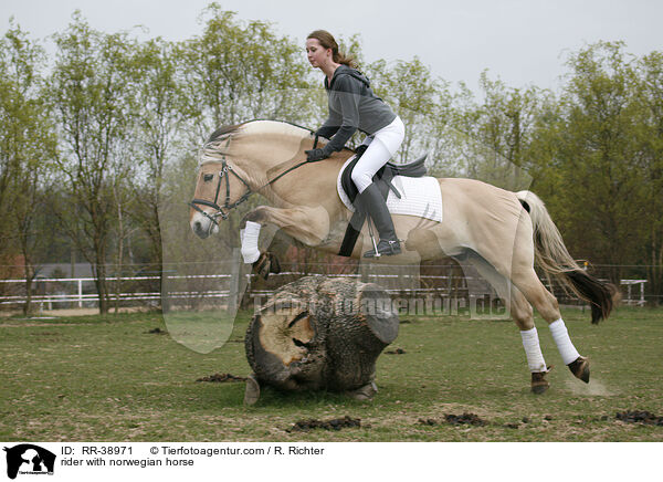 rider with norwegian horse / RR-38971