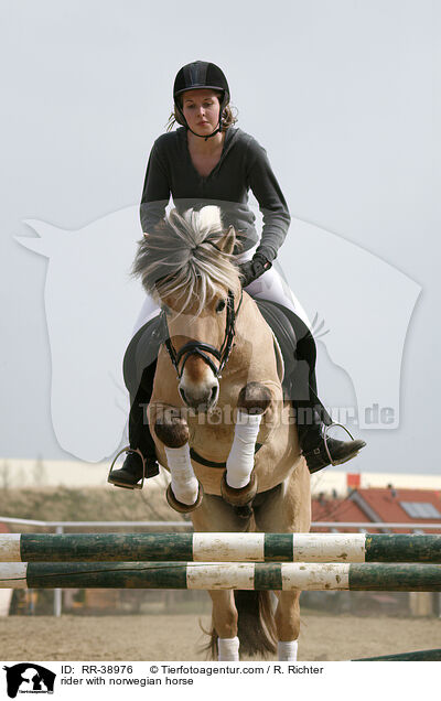 rider with norwegian horse / RR-38976