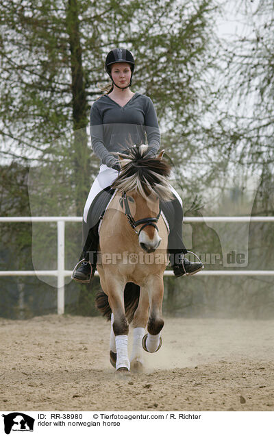 rider with norwegian horse / RR-38980
