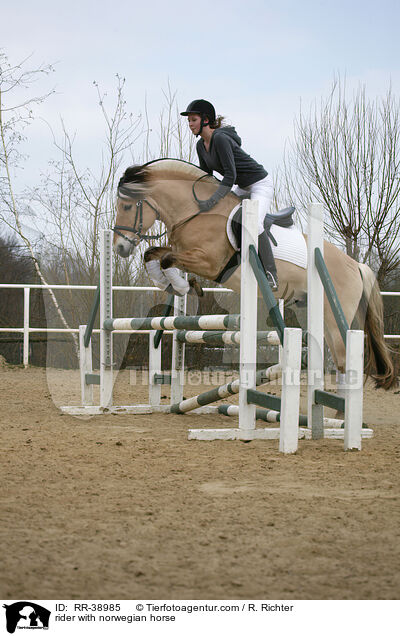 rider with norwegian horse / RR-38985