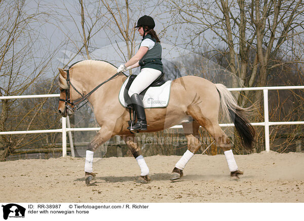 Reiterin auf Fjordpferd / rider with norwegian horse / RR-38987