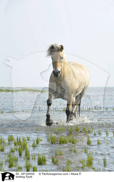 trotting Fjord / AP-09050