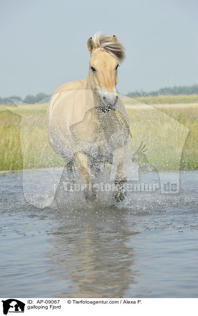 galloping Fjord / AP-09067