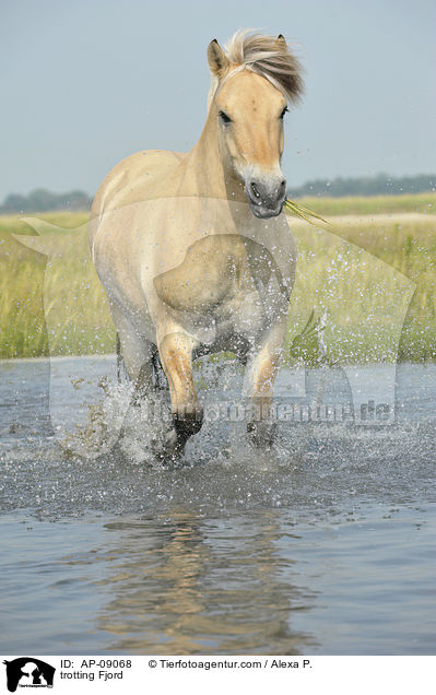 trotting Fjord / AP-09068