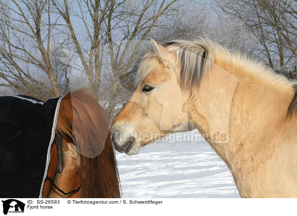 Fjordpferd / Fjord horse / SS-26593