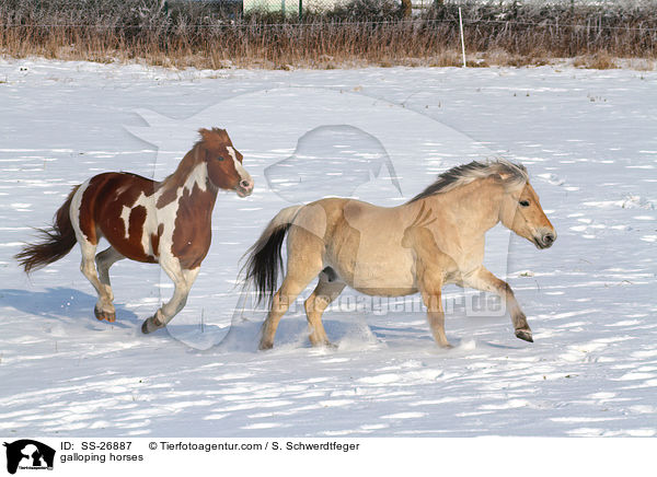 galloping horses / SS-26887