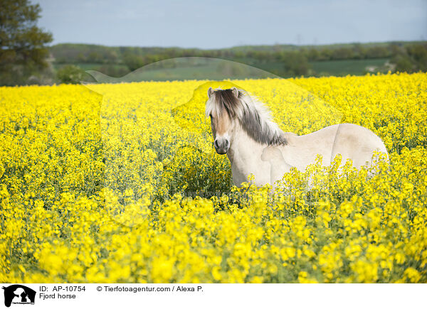 Fjord horse / AP-10754