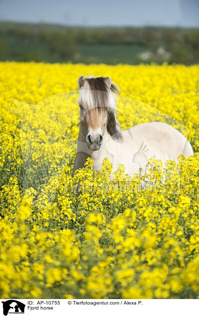 Fjord horse / AP-10755