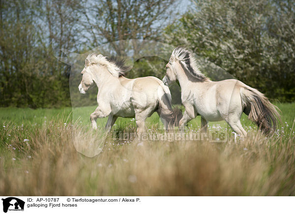 galoppierende Fjordpferde / galloping Fjord horses / AP-10787