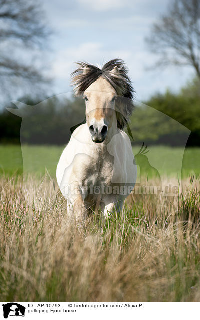 galoppierendes Fjordpferd / galloping Fjord horse / AP-10793
