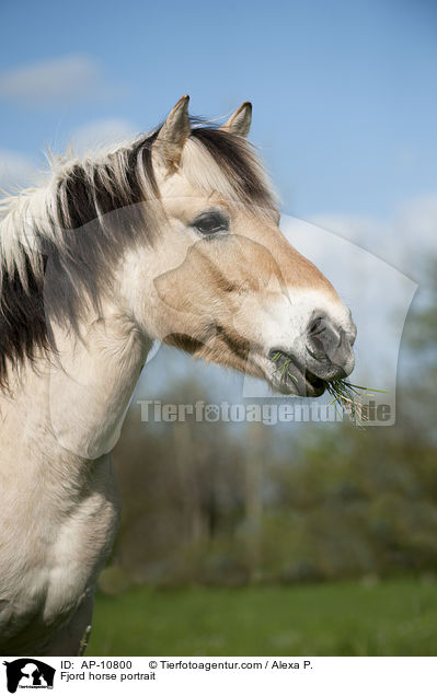 Fjordpferd Portrait / Fjord horse portrait / AP-10800
