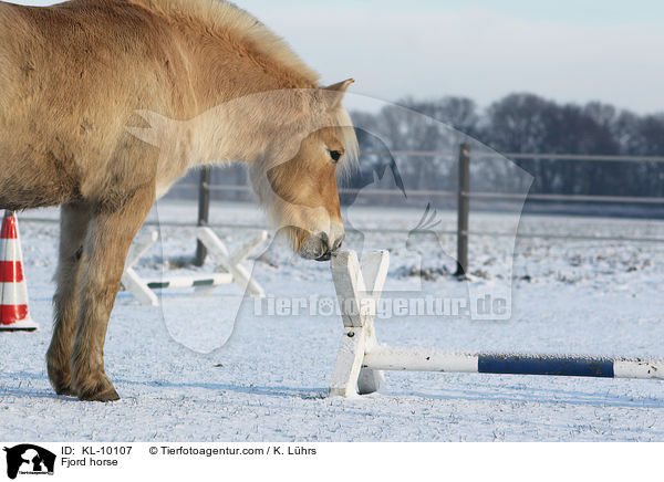 Fjordpferd / Fjord horse / KL-10107