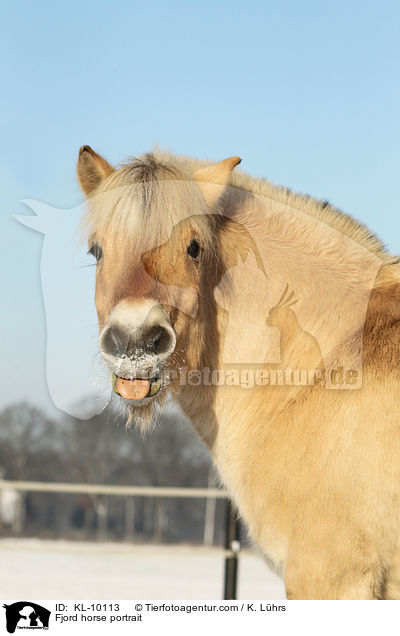 Fjord horse portrait / KL-10113