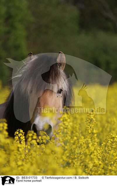 Fjordpferd Portrait / Fjord horse portrait / BES-01733