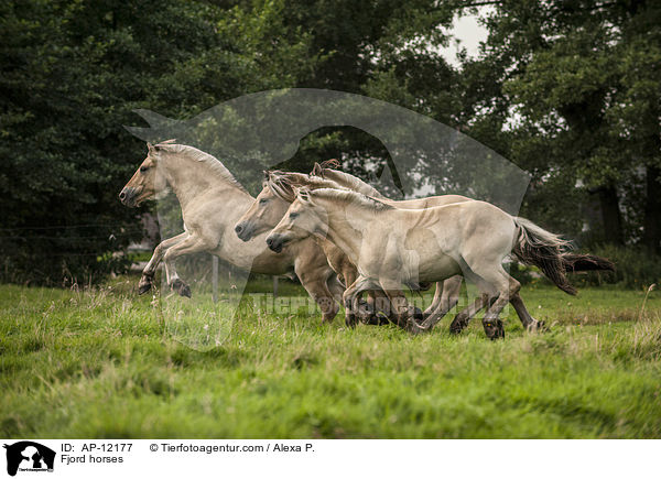 Fjordpferde / Fjord horses / AP-12177