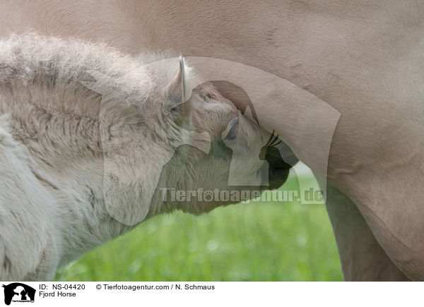 Fjordpferd / Fjord Horse / NS-04420