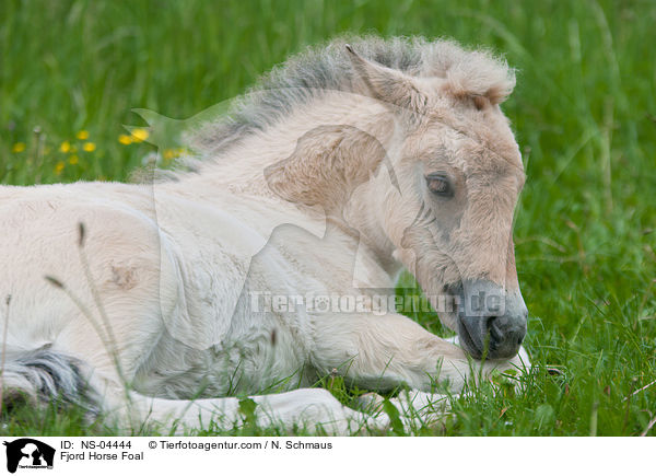 Fjordpferd Fohlen / Fjord Horse Foal / NS-04444