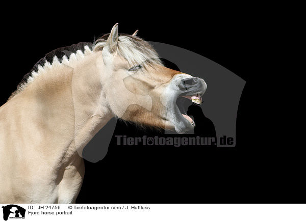 Fjordpferd Portrait / Fjord horse portrait / JH-24756