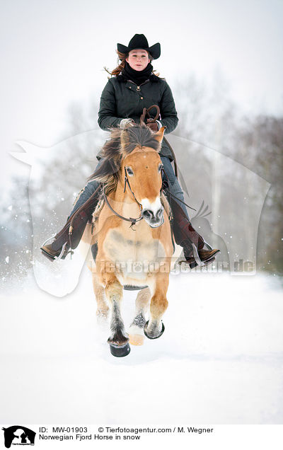 Norwegisches Fjordpferd im Schnee / Norwegian Fjord Horse in snow / MW-01903