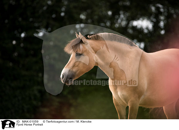 Fjord Horse Portrait / MAK-01059