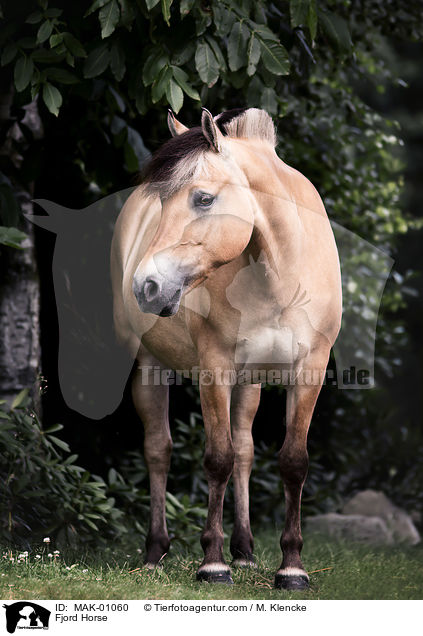 Fjordpferd / Fjord Horse / MAK-01060