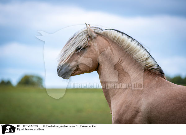 Fjordpferd Hengst / Fjord horse stallion / IFE-01039