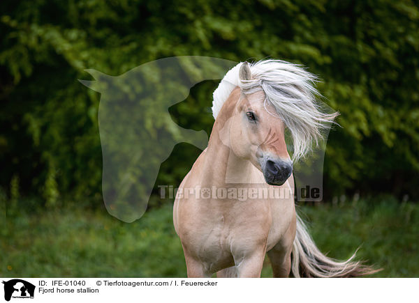 Fjordpferd Hengst / Fjord horse stallion / IFE-01040