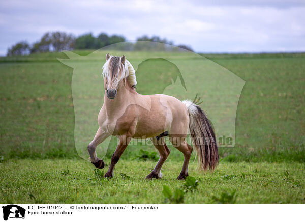 Fjord horse stallion / IFE-01042