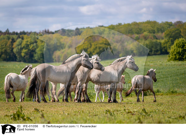 Fjord horses / IFE-01056