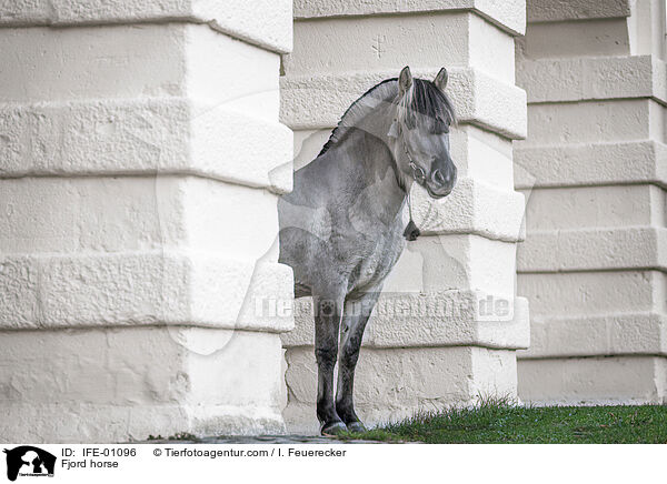 Fjord horse / IFE-01096