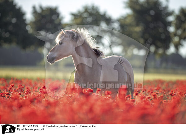 Fjord horse portrait / IFE-01129