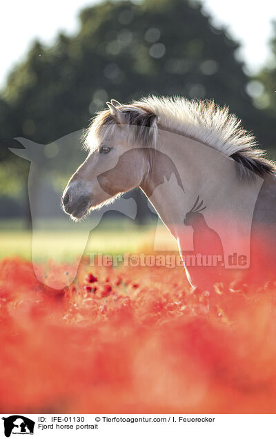 Fjord horse portrait / IFE-01130