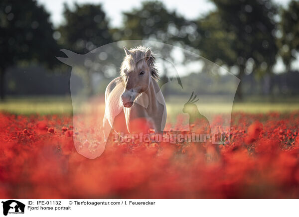 Fjord horse portrait / IFE-01132