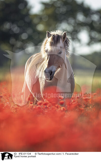 Fjord horse portrait / IFE-01134