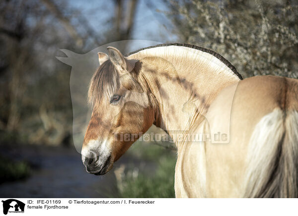 Fjordpferd Stute / female Fjordhorse / IFE-01169