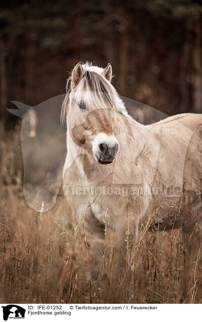 Fjordpferd Wallach / Fjordhorse gelding / IFE-01252