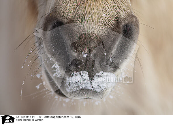 Fjord horse in winter / BK-01414