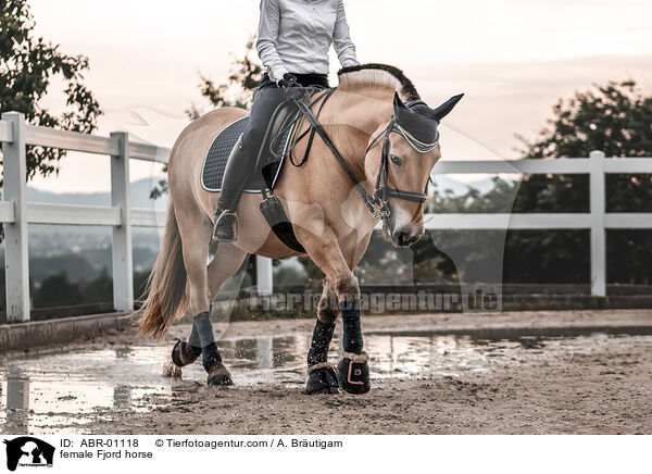 Fjordpferd Stute / female Fjord horse / ABR-01118