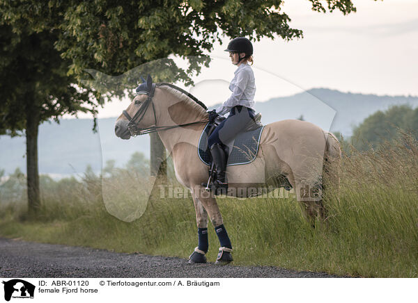 Fjordpferd Stute / female Fjord horse / ABR-01120