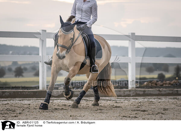 Fjordpferd Stute / female Fjord horse / ABR-01125