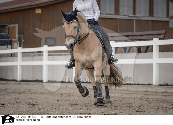 Fjordpferd Stute / female Fjord horse / ABR-01127