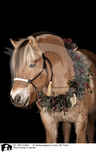 Fjordpferd im Studio / Fjord horse in studio / MT-01893