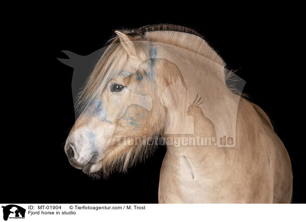 Fjordpferd im Studio / Fjord horse in studio / MT-01904