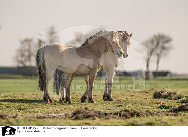 Fjordpferd Hengste / Fjord hose stallions / IFE-01279